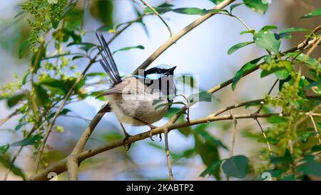 Männlich Superb Fairy Wren in Australien Stockfoto