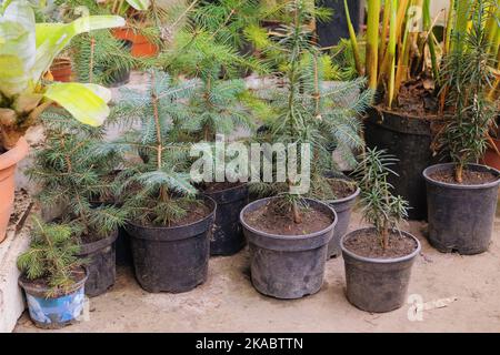 Büsche von grünem Wacholder in schwarzen Töpfen zum Verkauf angeboten. Gartengeschäft. Grüne Sämlinge in leuchtenden Farben. Stockfoto