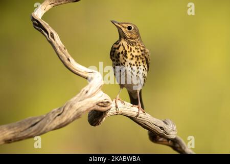 Singdrossel in einem mediterranen Wald mit dem letzten Licht eines Herbsttages Stockfoto