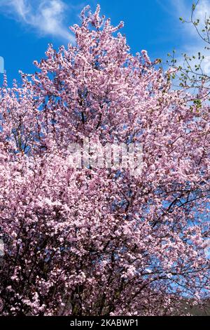 Frühling schöner rosa Kirschpflaumenbaum Prunus cerasifera Baum 'Nigra' blühend in voller Blüte Stockfoto