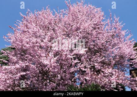 Frühling schöner rosafarbener Baum Prunus cerasifera 'Nigra' Kirschpflaume, blühende Frühlingsblumen blauer Himmel Stockfoto