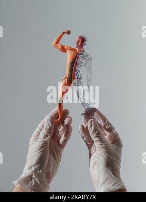 Hände in Handschuhen halten skinless menschlichen Körper 3D Modell mit Kreislauf-und Muskelsystem. Anatomisches medizinisches Konzept. Stockfoto