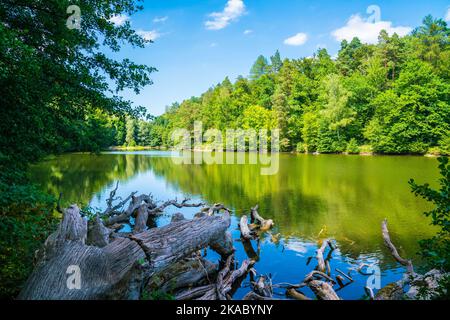 Deutschland, Stuttgart Stadtpark baerensee See Wasser reflektierende grüne Bäume Natur Landschaft blauer Himmel Sommer perfekte Wandern Stadtpark Stockfoto