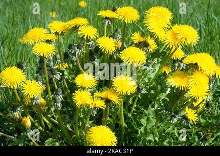 Löwenzahn im Rasen Taraxacum officinale Ground Gelb Grün Pflanzen Löwenzahn Rasenklumpe Taraxacum blüht Frühling Garten Blumen Klumpen von Unkraut Stockfoto