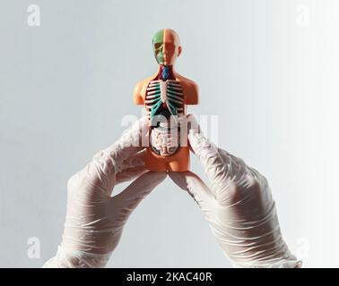 3D skinloses Menschenmodell mit inneren Organen. Konzept der Gesundheitsversorgung und Organspende. Stockfoto