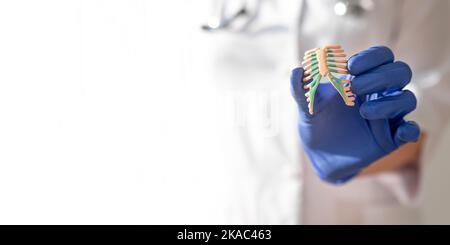 Hand in Handschuhen mit Rippenknochen des menschlichen Modells, Nahaufnahme. Medizinisches weißes Banner mit Kopierbereich. Stockfoto