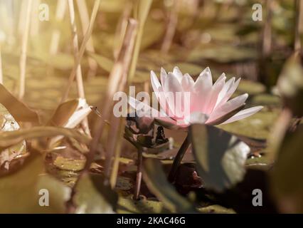 Sanfte Seerose mit hellrosa Blütenblättern über Teich oder See. Chinesische Seerose aus der Nähe. Stockfoto