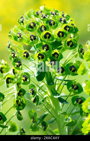 Mediterraner Raub, Ph-Ph-Ria-Characias 'Black Pearl', Blooming, Ph-Ph-Ria 'Black Pearl', Flower, Bloom Stockfoto