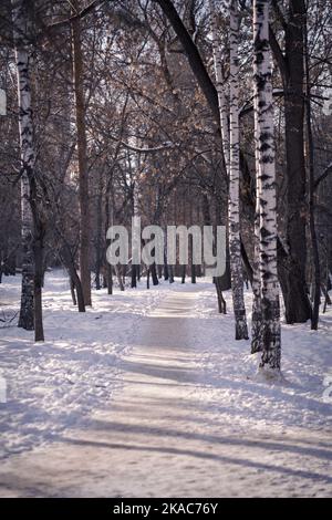 Winterwald am Morgen. Die Birken waren mit Schnee bedeckt. Der weiße Pfad im Park wird von den Sonnenstrahlen beleuchtet. Postkarte vertikal. Hochwertige Fotos. Stockfoto