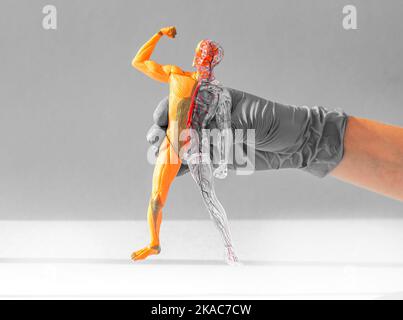 Human Body 3D Modell mit muskulären und blutungsanatomischen Systemen in der Hand. Stockfoto