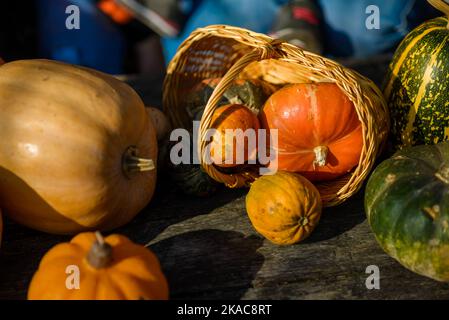 Spaß für die ganze Familie - geschnitzte Kürbisse in Jack-o-Laternen für halloween Nahaufnahme bemalt Stockfoto