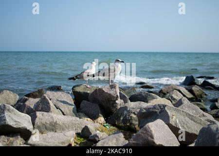 Eine Möwe sitzt auf einem Stein vor dem Hintergrund des Meeres und der Berge aus der Nähe Stockfoto