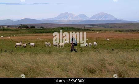 Weibliche Walker unter einer Herde von Schafen in der Nähe von Ballinaby, Islay, Hebriden, Inner Hebriden, Inner Isles, Schottland, Vereinigtes Königreich, Großbritannien Stockfoto