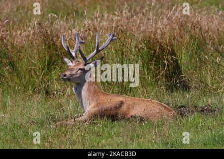 Rothirsch-Hirsch im Gras, Jura, Hebriden, Innerer Hebriden, Innerer Inseln, Schottland, Vereinigtes Königreich, Großbritannien Stockfoto