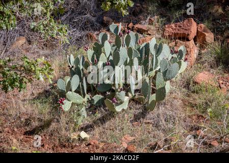 Opuntia phaeacantha ist eine Kaktusart, die unter den gebräuchlichen Namen Tulpenstachelbirne, Mojave-stachelige Birne und Wüstenstachelbirne bekannt ist. Stockfoto