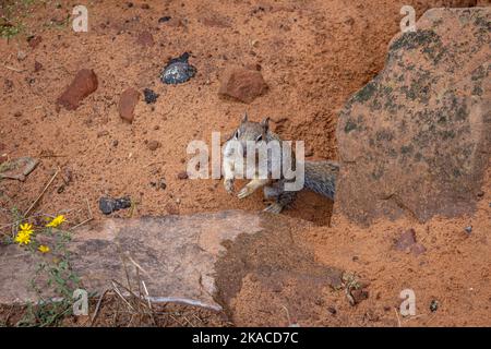 Das kalifornische Bodenhörnchen oder in lateinischer Sprache Spermophilus beecheyi ist ein Nagetier der Familie Sciuridae, fotografiert im Zion Nationalpark Stockfoto