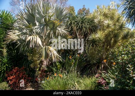 Gemischte Laubpflanzen im subtropischen australischen Privatgarten in Queensland. Exotische Spikey Blätter, gemischte Schattierungen von Grün. Effektives Screening. Stockfoto