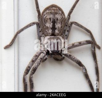 Australische Riese Graue Huntsman Spinne, Holoconia immani (weiblich) im Garten in Queensland. Nahaufnahme mit pelzigen Strukturen und acht Augen. Stockfoto