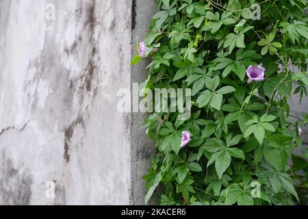 Morning Glory, Ipomoea tricolor, ist ein frostzartes jährliches Bergsteiger, das wunderschöne, exotisch aussehende, bunte Blumen auf schnell wachsenden, windigen Stielchen trägt Stockfoto