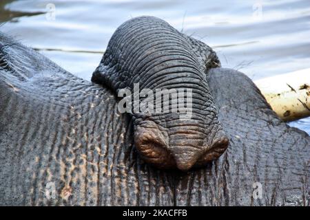 Nahaufnahme des Stoßzauns des indischen Elefants im Lager Stockfoto