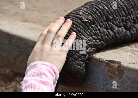 Nahaufnahme des Stoßzauns des indischen Elefants im Lager Stockfoto