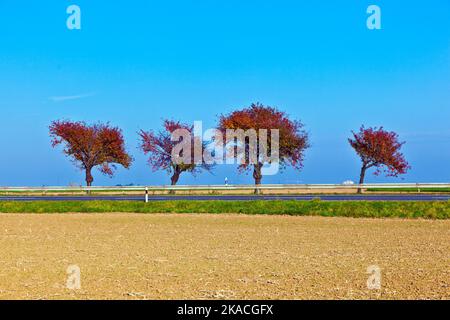 Bäume in der Landschaft unter blauem Himmel Stockfoto