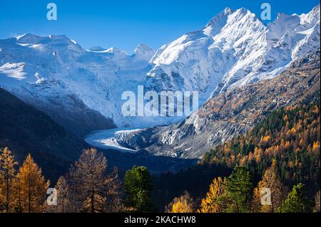 Morteratschgletscher, Schweiz an einem Oktobermorgen, wo die Sonne die goldenen Lärchen und den frischen Schnee auf der Spitze der Berge erhellt. Stockfoto