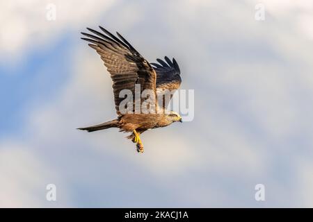Black Kite (Milvus migrans) ist ein mittelgroßer Raubvögel der Alten Welt. Sie kommt von Europa bis Australien und von Afrika bis Japan vor. Raptor im Flug. Stockfoto