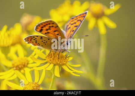 Europäischer Schmetterling Sooty Copper (Lycaena tityrus) auf Blumen von Ragwort (jacobaea vulgaris) im Hintergrund thront, schönes Bokeh. Schmetterling in der Natur Stockfoto