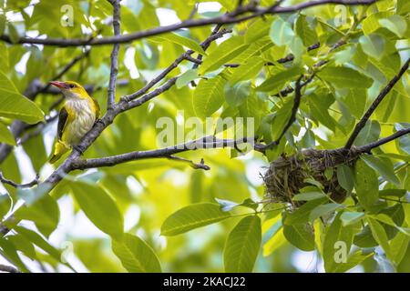Weibliches eurasisches Goldenes Oriol (Oriolus oriolus) in der Nähe von Nest in Nussbaum. Dieser Vogel hat seinen Brutstandort in feuchten Naturgebieten in Europa. Bulgarien.Wi Stockfoto