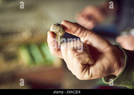 Das erste Ei des Tages. Eine nicht erkennbare Person hält tagsüber ein kleines Ei auf einem Bauernhof. Stockfoto