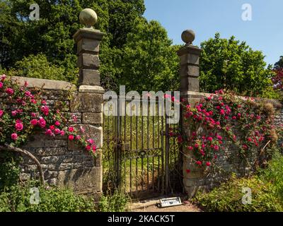 Haddon Hall, ein mittelalterliches Herrenhaus aus dem 11.. Jahrhundert, Bakewell, Derbyshire, Großbritannien; altes Tor und steinerne Torsäulen mit wandernden Rosen Stockfoto