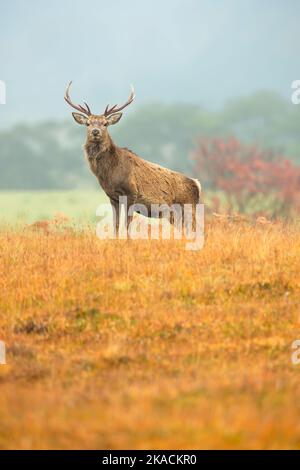 Nahaufnahme eines Rothirsch-Hirsches, der im Herbst nach vorne blickt, Strathconon Estate, Scottish Highlands. Wissenschaftlicher Name: Cervus elaphus. Bl Stockfoto