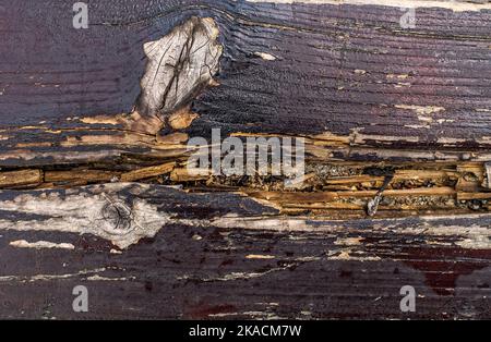 Kiefer Bretter, Textur aus altem Naturholz schattiert blau im alten Stil, aus der Nähe, Tapete, Hintergrund für grafische Designs, flach legen Stockfoto