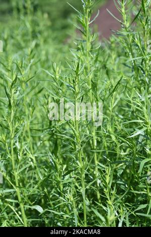 Estragon, Artemisia Dracunculus, ist eine wichtige Heil- und Krauterpflanze. Estragon, Artemisia Dracunculus, ist ein wichtiger Medizin- und Kräuterplan Stockfoto