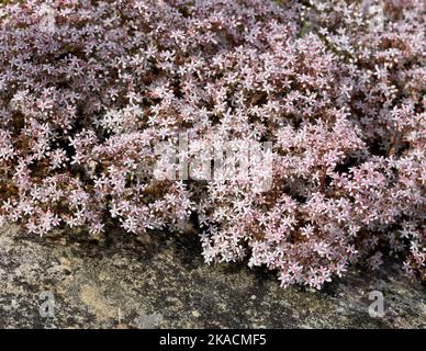 Weisser Mauerpfeffer, Sedum Album, ist eine Heil- und Steingartenpflanze mit weißen Bluten. White stonecrop, Sedum Album, ist ein medizinischer und Rock-Ga Stockfoto