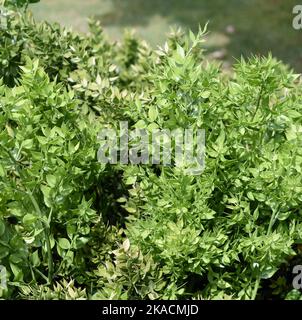 Stechender, Mäeusedorn, Ruscus, aculeatus, ist eine Heil- und Steingartenpflanze mit roten Beeren. Prickly, Ruscus, Ruscus, aculeatus, ist ein Arzneimittel Stockfoto