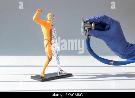 Doktor Hand Hören auf skinless menschlichen Körper 3D Modell mit Kreislauf-und Muskelsystem. Anatomie- und Diagnosekonzept. Stockfoto