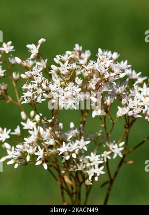 Weisser Mauerpfeffer, Sedum Album, ist eine Heil- und Steingartenpflanze mit weißen Bluten. White stonecrop, Sedum Album, ist ein medizinischer und Rock-Ga Stockfoto