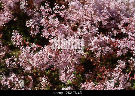 Weisser Mauerpfeffer, Sedum Album, ist eine Heil- und Steingartenpflanze mit weißen Bluten. White stonecrop, Sedum Album, ist ein medizinischer und Rock-Ga Stockfoto