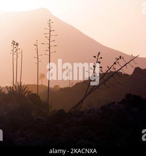 Romantischer Sonnenuntergang mit eigenständigen Bäumen im Vulkangebiet von Lanzarote Stockfoto