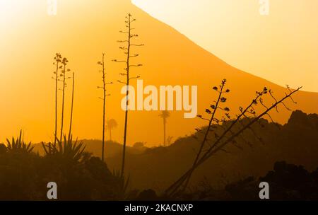 Romantischer Sonnenuntergang mit eigenständigen Bäumen im Vulkangebiet von Lanzarote Stockfoto
