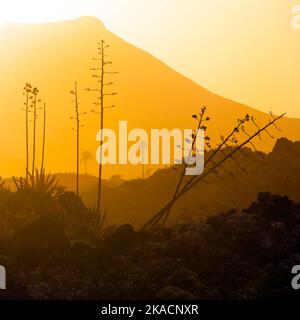 Romantischer Sonnenuntergang mit eigenständigen Bäumen im Vulkangebiet von Lanzarote Stockfoto