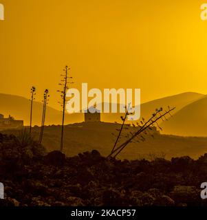 Romantischer Sonnenuntergang mit eigenständigen Bäumen im Vulkangebiet von Lanzarote Stockfoto