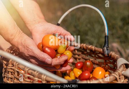 Bauernfrauen reichen Tomaten über einen Korbkorb mit rotem Gemüse. Sommerernte. Stockfoto