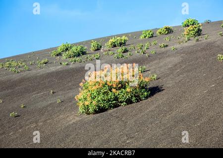 Spärliche Vegetation auf vulkanischen Hügeln im Timanfaya National Park Stockfoto