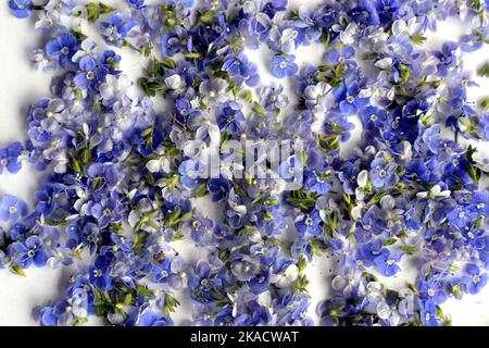 Hintergrund mit kleinen blauen Blüten Veronica chamaedrys auch bekannt als Germander Speedwell oder Vogelauge Speedwell oder Katzenauge Stockfoto