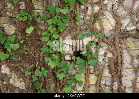 Gewöhnliches Efeu, Hedera Helix, Blätter und Wurzeln werden angezeigt, die aus der alten Steinwand wachsen. Aka Common Ivy, European Ivy, English Ivy, Bindweed oder Lovestone Stockfoto