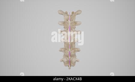 Medizinisch genaue Darstellung der interspinalen Ligamentum-posterioren Ansicht Stockfoto