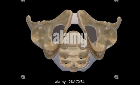 Der Beckengürtel und der Beckengürtel Stockfoto